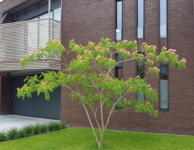 Albízia ružová 125 - 150cm