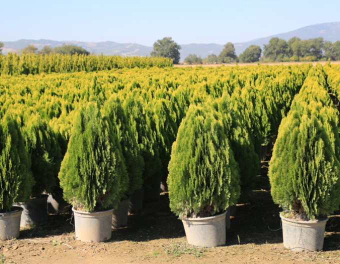 Tuja východná "Aurea Nana"