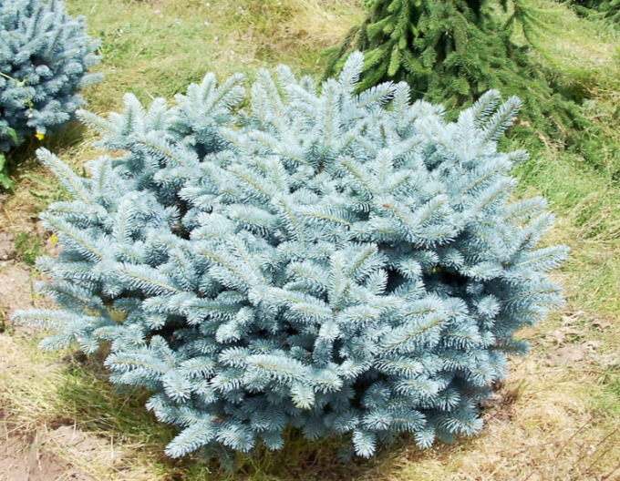 Smrek pichľavý ‘Glauca Globosa´