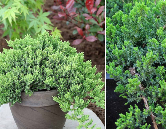 Borievka šupinatá "Dream Joy"