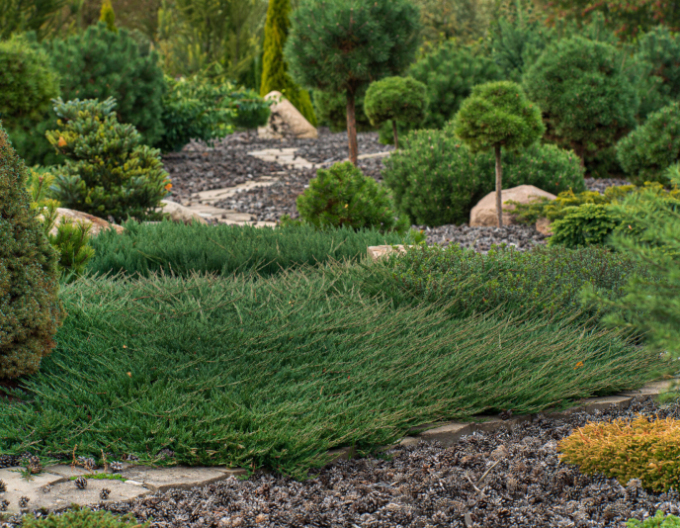 Borievka obyčajná ´Green Carpet´