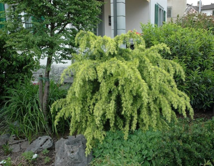 Smrekovec opadavý (japonský) ´Varley Pendula´ na kmienku