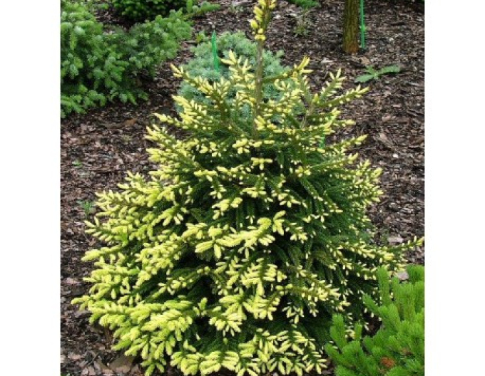 Smrek východný ´Golden Start´