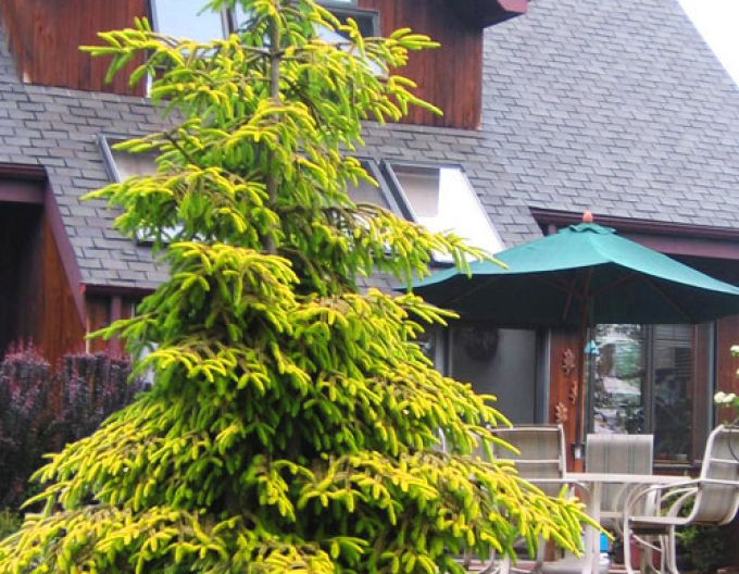 Smrek východný ´Golden Start´