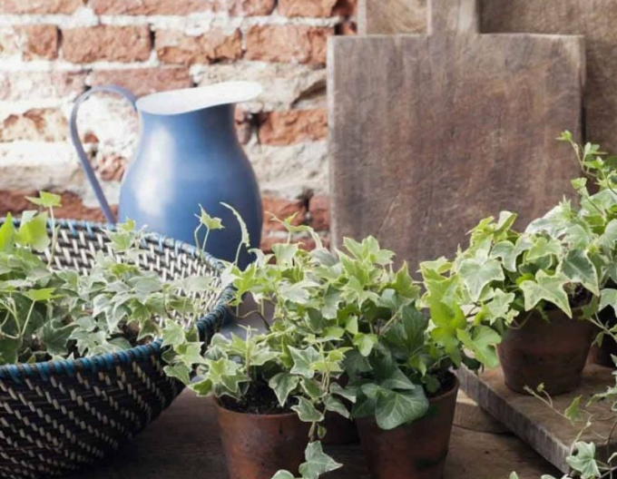 Brečtan popínavý ´White Ripple´