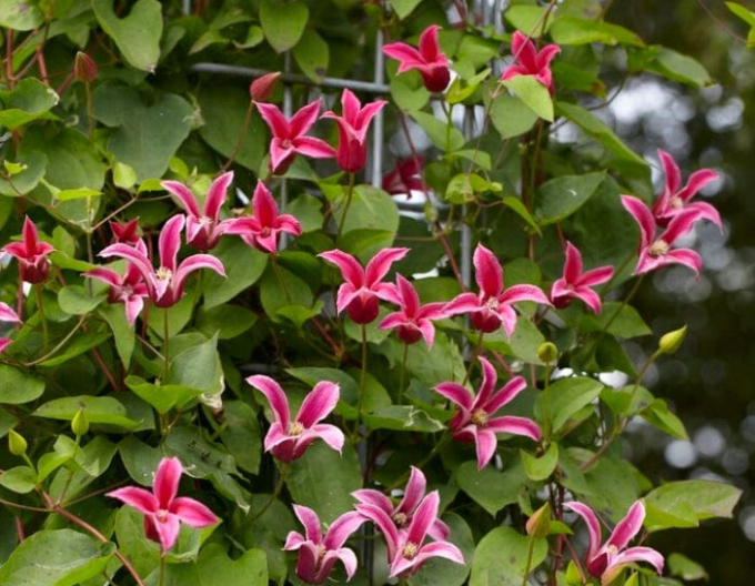 Plamienok ´Happy Diana´