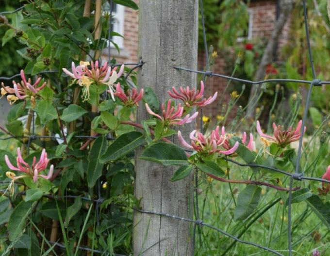 Zemolez ovíjavý ´Belgica´