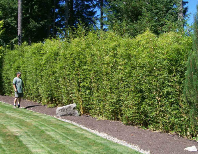 Bambus ´Fargesia Robusta Campbell´