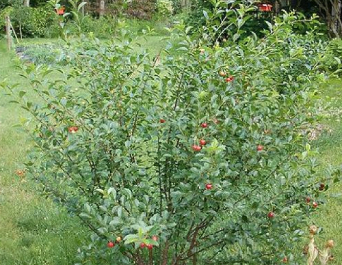 Višňa kríková ´Carmine Jewell´ 5l