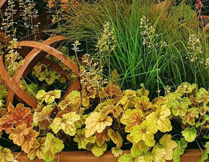 Heuchera ´Delta Down´