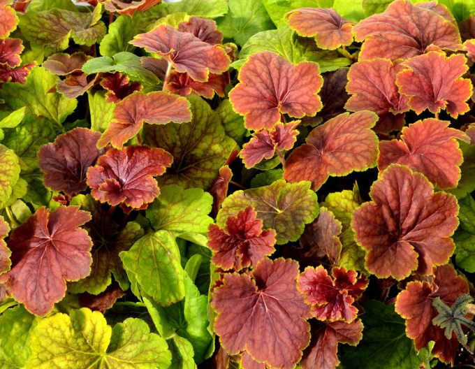 Heuchera ´Delta Down´