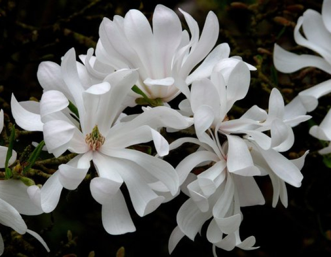 Magnólia ´St. Waterlily´