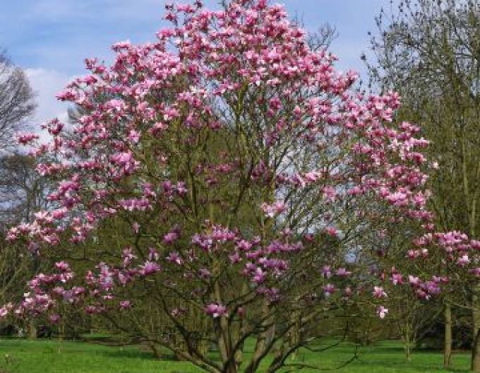 Magnolia ´Andre Leroy´