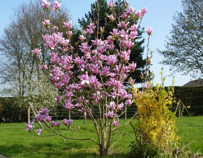 Magnolia ´Andre Leroy´