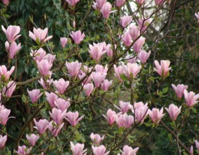 Magnolia ´Andre Leroy´