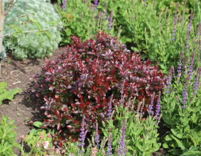 Dráč Thunbergov "Bagatelle"