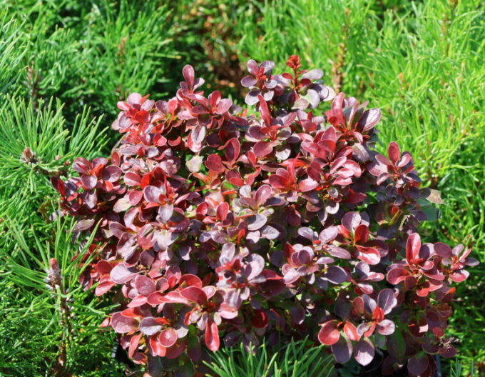 Dráč Thunbergov "Bagatelle"