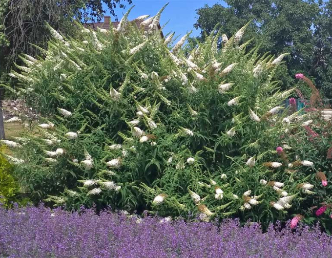 Budleja davidii ’White Profusion´