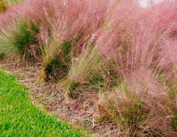 Muhlenbergia capillaris