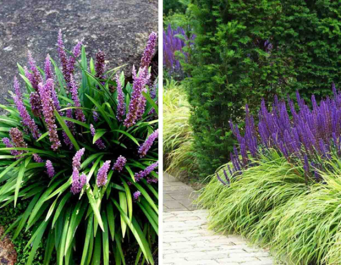 Liriopa modrincová ´Big Blue´