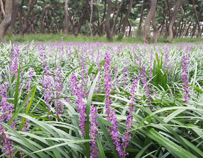 Liriopa modrincová ´Big Blue´