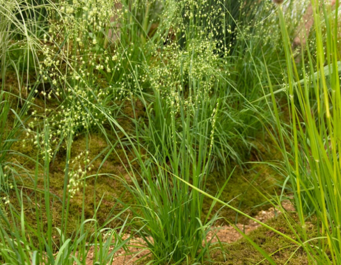 Kraslica prostredná 9x9