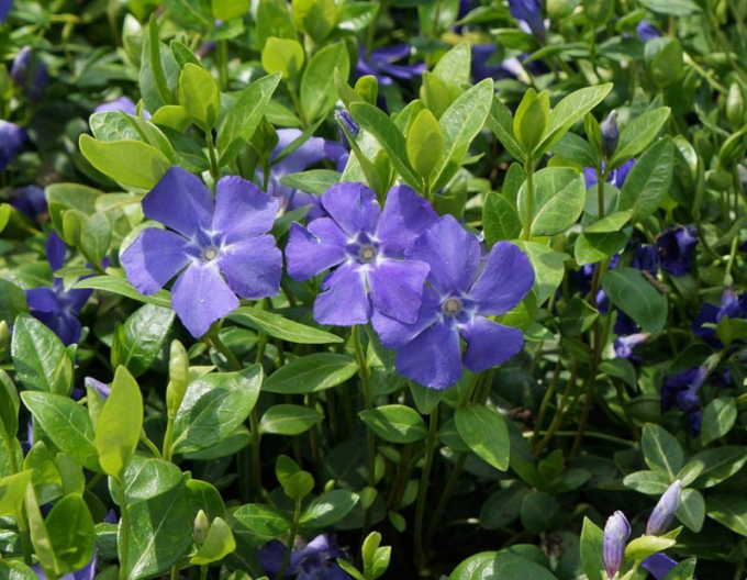 Zimozeleň menšia ´La Grave´