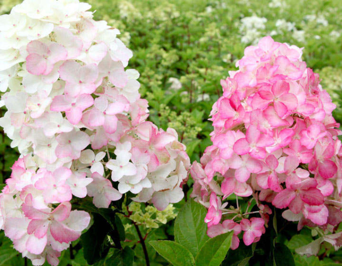 Hortenzia metlinatá ´Fraise Melba´ na kmienku