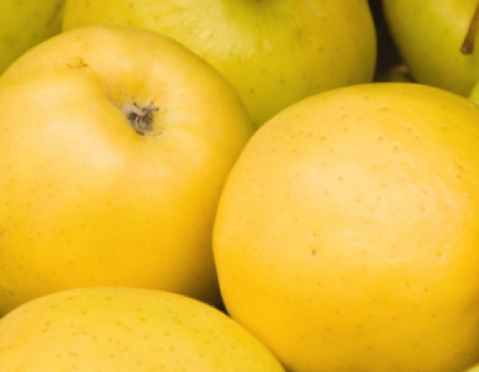 Jabloň ´Golden Delicious´ zimná, podpn.A2, voľnok.