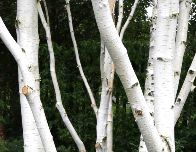 Breza himalájska ´JACQUEMONTII´   viackmeň  175/200cm