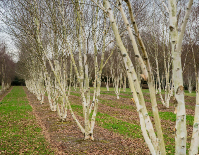 Breza himalájska ´JACQUEMONTII´   viackmeň  175/200cm
