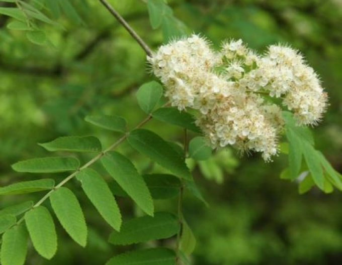 Jarabina ´Biela´ Stromčeková, voľnok