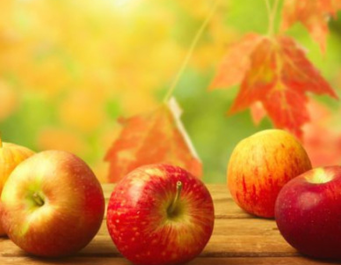 Jabloň ´Jonathan´ zimná, podp. A2, voľnok.