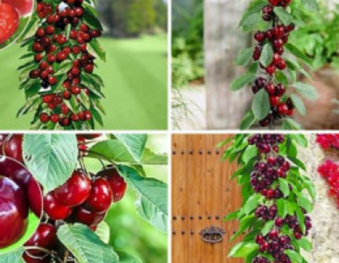 Čerešňa stĺpová ´Queen Marry´, podp. Colt, voľnok.