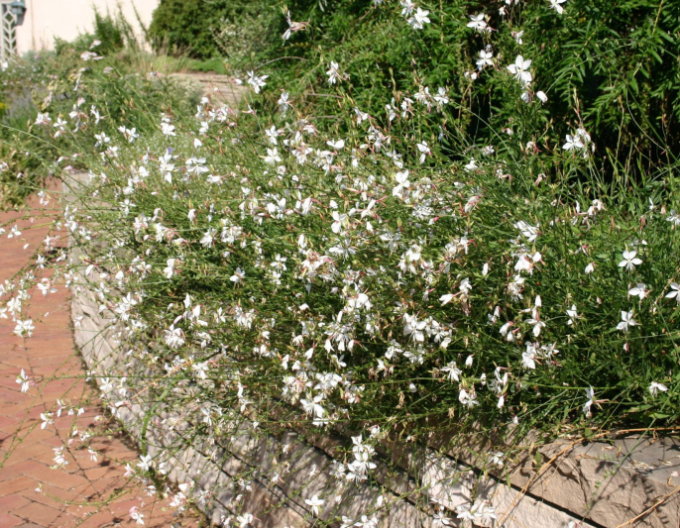 Gaura ʹWhirling Butterfliesʹ