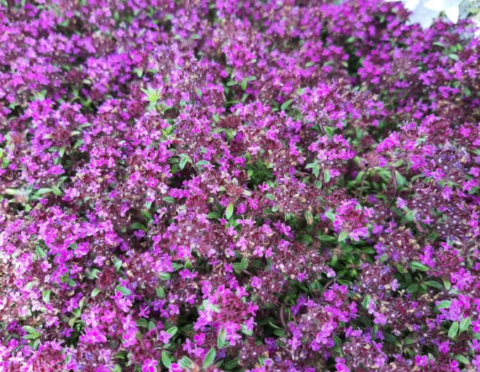 Materina dúška ´Red Carpet´