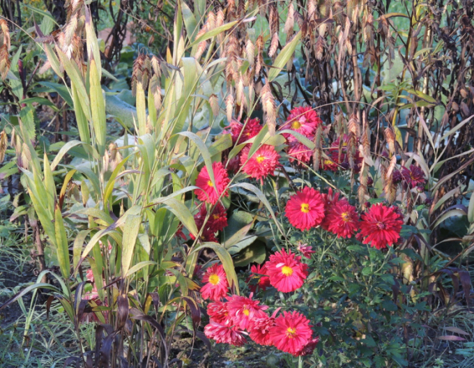 Chryzantéma ´Red Velvet´