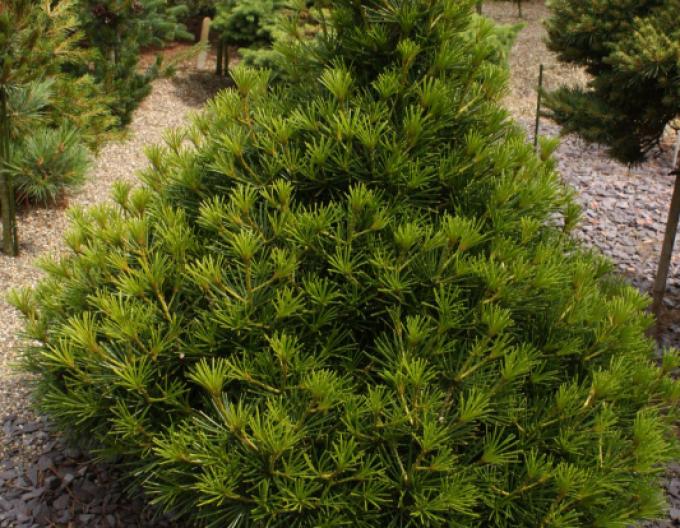 Dáždnikovec praslenovitý  100/125cm