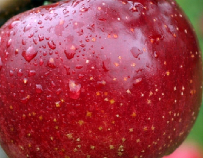 Jabloň ´James Grieve Red´, podp. M9, voľnok.