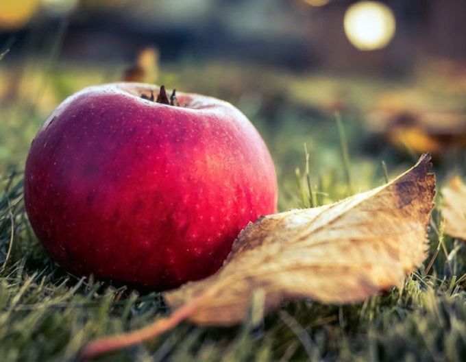 Jabloň ´Florina´ zimná, podp. MM106, voľnok.