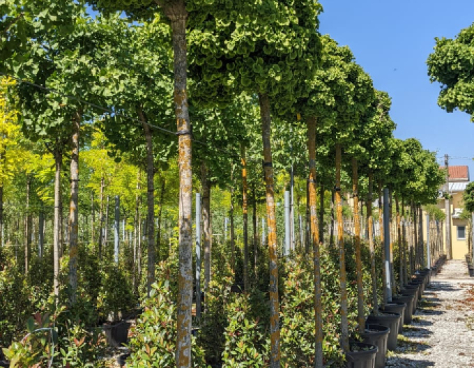 Ginko ´Mariken´ na kmienku