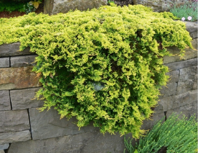 Borievka rozprestretá ´GOLDEN CARPET´