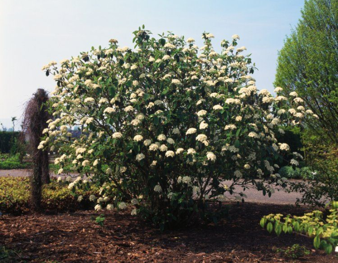 Kalina vrásčitolistá 80l