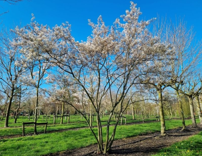 Muchovník Lamarckov 300cm+