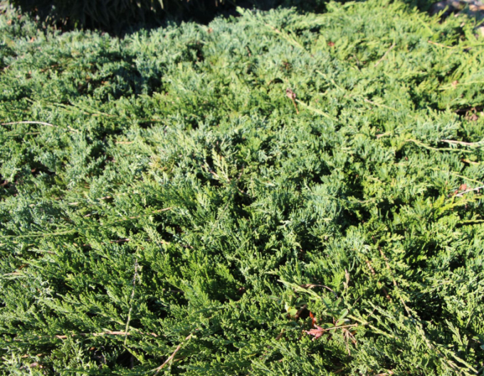 Borievka ´Wiltonii´