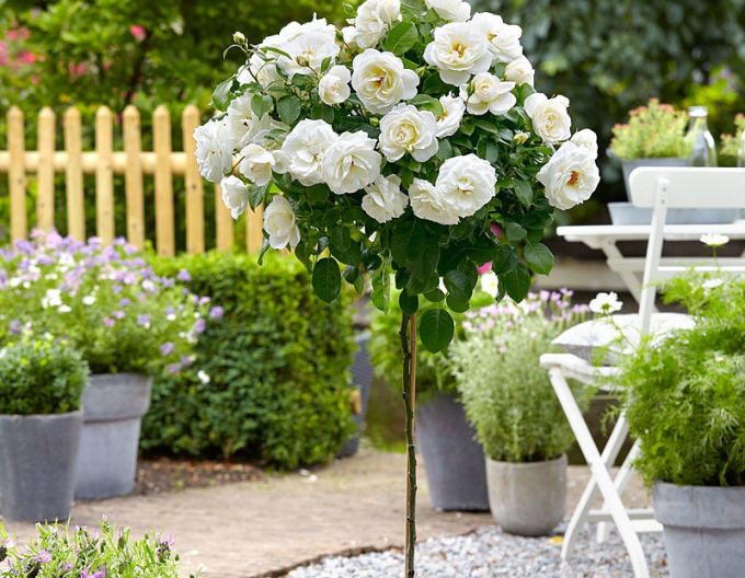 Ruža stromčeková ´Helenka´