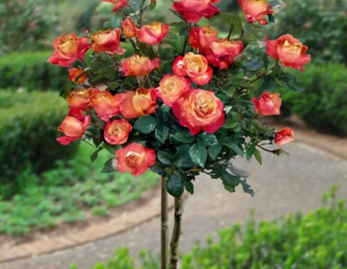 Ruža stromčeková ´Orient Express´