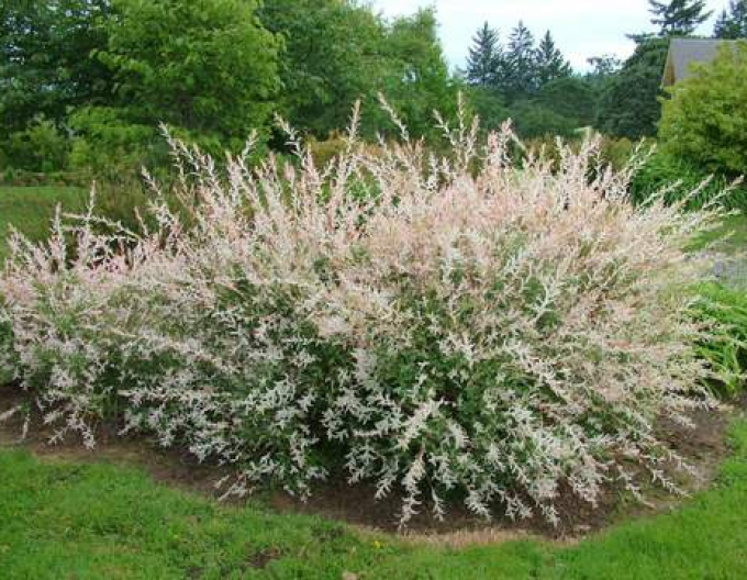 Vŕba japonská ’Hakuro-Nishiki’ KER