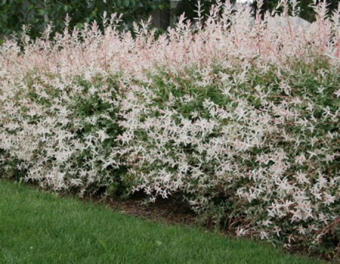 Vŕba japonská ’Hakuro-Nishiki’ KER