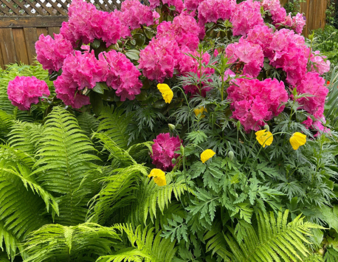 Rododendron  "Germania"